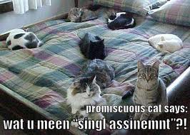 promiscuous cat says: wat u meen “singl assinemnt”?!
